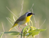 Common Yellowthroat male